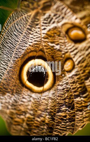 Il Gufo viola (Caligo beltrao) farfalla della famiglia Nymphalidae Foto Stock