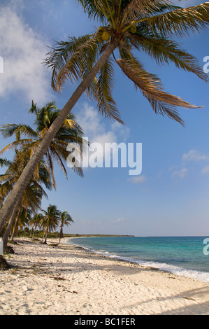 La spiaggia di Maria La Gorda, Pinar del Rio, Cuba Foto Stock