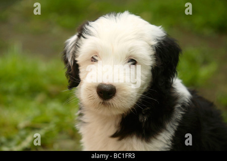 Old English Sheepdog cucciolo 7 settimane Bobtail Foto Stock