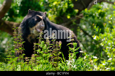 Spectacled Bear (Tremarctos ornatus) noto anche come l'Orso andino Foto Stock