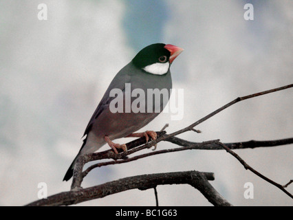 Passero Java o Java Finch o riso Java Bird, Padda oryzivora, Estrildidae, Passeriformes, Indonesia Foto Stock