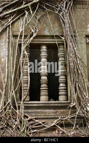 [Albero radici] crescente sulla finestra del tempio antico edificio, 'Beng Mealea', Angkor, Cambogia Foto Stock