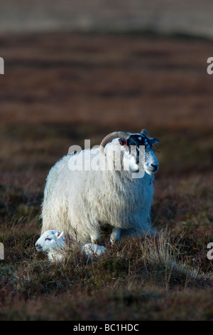 Scottish blackface Pecora con agnello Isle of Islay Scozia Scotland Foto Stock