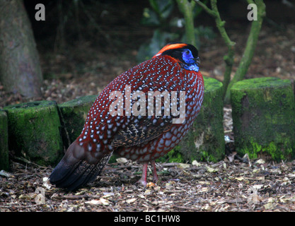 Di Temminck Tragopan (maschio), Tragopan temminckii, Fasianidi, Galliformi. Le foreste del nord del Sud Asia. Foto Stock