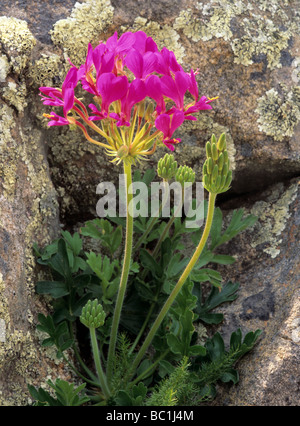 Africa, Sud Africa, nord della provincia del Capo, Namaqualand. Purple Pelargonium incrassatum (Famiglia Geraniaceae) di fiori selvaggi. Foto Stock