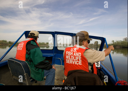A noi pesci e fauna selvatica dipendente di servizio e di volontariato cercare Canada goose (Branta canadensis) che nidifica sul fiume Snake, Idaho Foto Stock