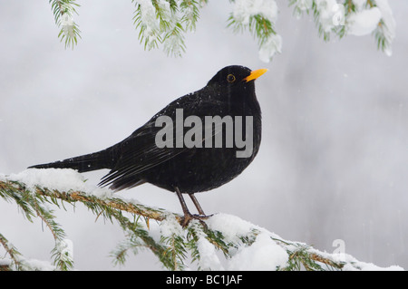 Merlo comune Turdus merula maschio sprouse su ramo con neve Oberaegeri Svizzera Dezember 2005 Foto Stock