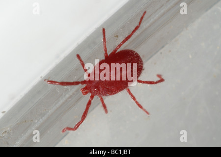 Adulti in velluto rosso acaro rostratus Eutrombidium Foto Stock