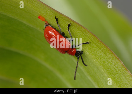 Lily beetle Lilioceris lilii posa femmina le uova su una foglia di giglio Foto Stock