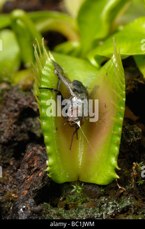 Acchiappamosche al Dioinaea muscipula con parzialmente decomposto fly intrappolato tra le foglie Foto Stock