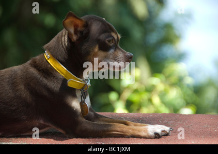 Chihuahua, Chihuahueño Foto Stock