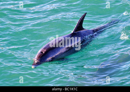 Il tursiope o delfino maggiore Foto Stock