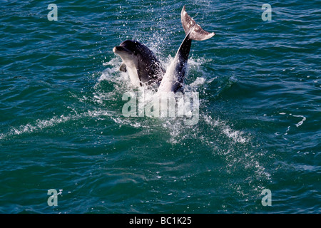 Indo Pacific Bottlenose Dolphin, Turisops aduncus Foto Stock