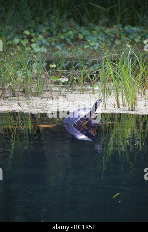 Turtle sunning su un registro, sul fiume arcobaleno, Florida, Stati Uniti d'America Foto Stock