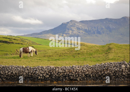 Irish cavalli al pascolo sulle colline della Baia di Clew vicino Kilmeena County Mayo Irlanda al tramonto con parte di Croagh Patrick visibile Foto Stock