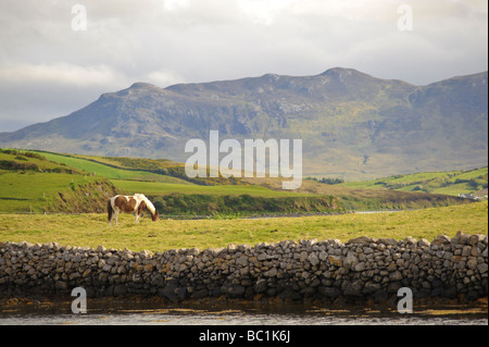 Irish cavalli al pascolo sulle colline della Baia di Clew vicino Kilmeena County Mayo Irlanda al tramonto con parte di Croagh Patrick visibile Foto Stock