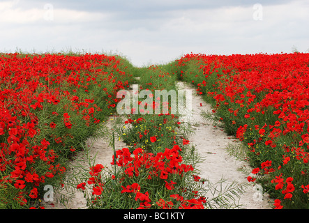 Le vie attraverso il campo di papavero kent Foto Stock