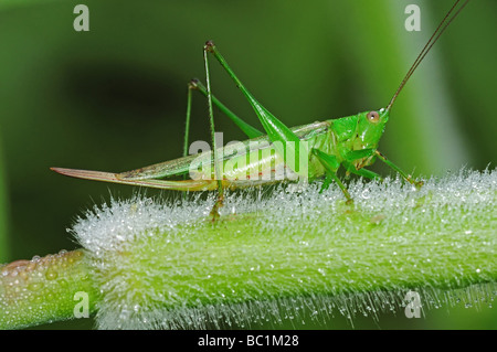 Grasshopper nei parchi Foto Stock