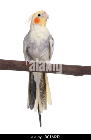 Cockatiel appollaiate su un ramo Nymphicus hollandicus davanti a uno sfondo bianco Foto Stock