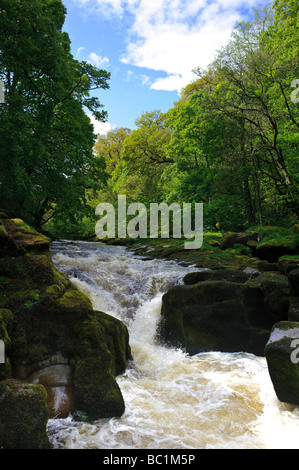 Fiume Wharfe acceso vicino al Bolton Priory nel Yorkshire Dales Inghilterra Foto Stock