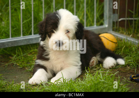 Old English Sheepdog cucciolo 7 settimane Bobtail Foto Stock