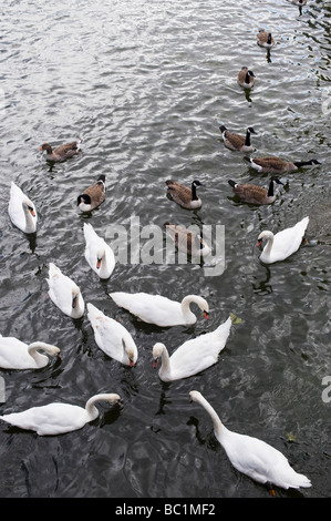 Cigni e Oche del Canada sul fiume Avon, Stratford Upon Avon, Warwickshire, Inghilterra Foto Stock