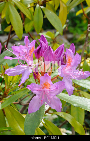 Fiori di rododendro - viola Foto Stock