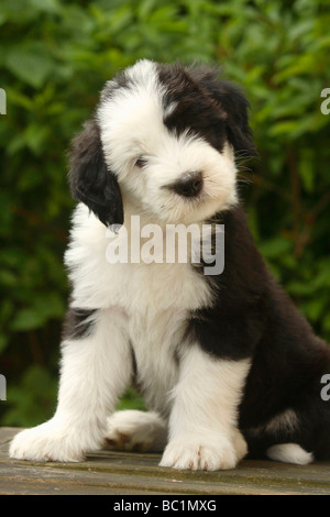 Old English Sheepdog cucciolo 7 settimane Bobtail Foto Stock