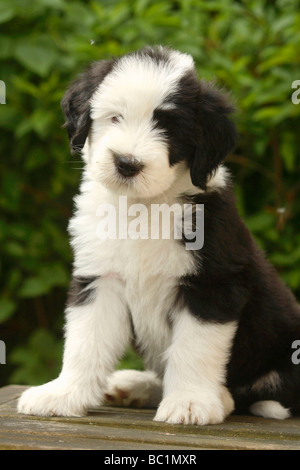 Old English Sheepdog cucciolo 7 settimane Bobtail Foto Stock