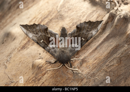 Il PIOPPO Hawkmoth Laothoe populi Foto Stock