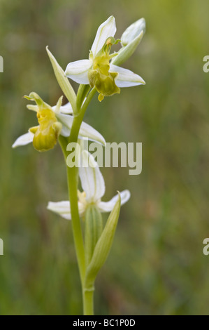 Bee Orchid (Ophrys apifera var. chlorantha) Maltby Commons Riserva Naturale Yorkshire Wildlife Trust sud est off Doncaster REGNO UNITO Foto Stock