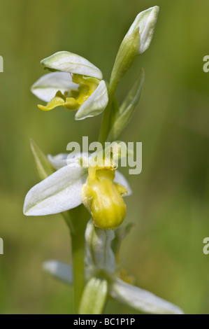 Bee Orchid (Ophrys apifera var. chlorantha) Maltby Commons Riserva Naturale Yorkshire Wildlife Trust sud est off Doncaster REGNO UNITO Foto Stock
