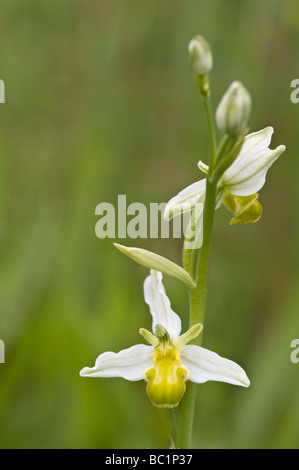 Bee Orchid (Ophrys apifera var. chlorantha) Maltby Commons Riserva Naturale Yorkshire Wildlife Trust sud est off Doncaster REGNO UNITO Foto Stock