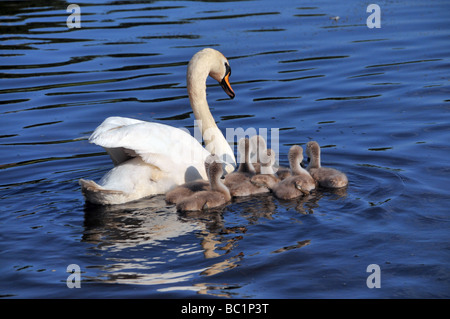 Un cigno con i suoi pulcini a nuotare in acqua. Foto Stock