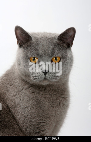 British Shorthair Cat blu tomcat Foto Stock