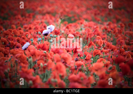 Boccioli di papavero tra un campo di papavero Kent Foto Stock