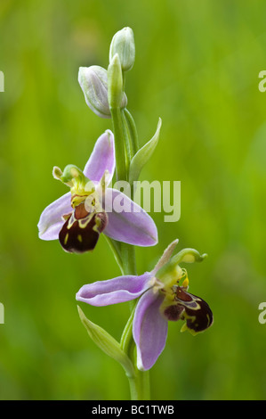 Bee Orchid (Ophrys apifera) fiore spike Maltby Commons riserva naturale vicino a Doncaster nello Yorkshire meridionale Inghilterra UK Europa Foto Stock