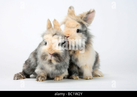 Giovani Lion-maned conigli nani coniglio domestico Foto Stock