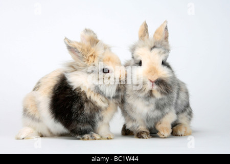 Giovani Lion-maned conigli nani coniglio domestico Foto Stock