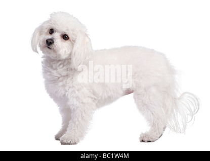 Profilo di un cane maltese di 4 anni di fronte a uno sfondo bianco Foto Stock