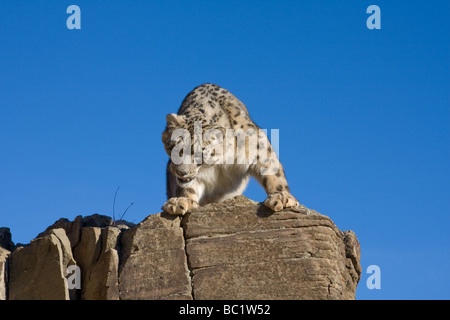 Leopardo delle nevi Foto Stock