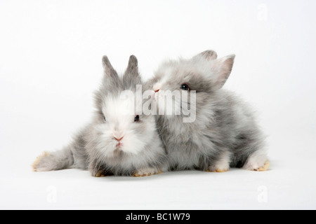 Giovani Lion-maned conigli nani coniglio domestico Foto Stock