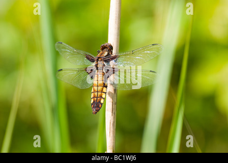 Chaser Broad-Bodied dragonfly (Libellula depressa) Foto Stock