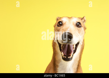 Ritratto di Pet Greyhound Foto Stock