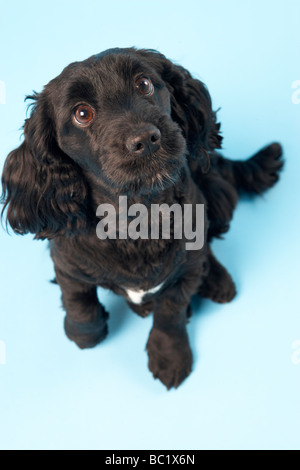 Black Spaniel Puppy in Studio Foto Stock