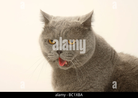 British Shorthair Cat blu tomcat Foto Stock