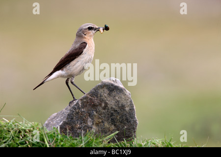 Culbianco Oenanthe oenanthe Scozia femmina estate Foto Stock