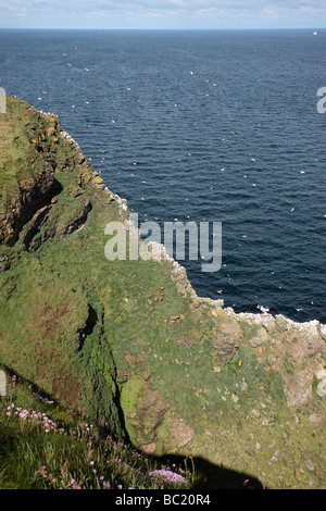 Testa Troup RSPB riserva con le sule Scozia estate Foto Stock