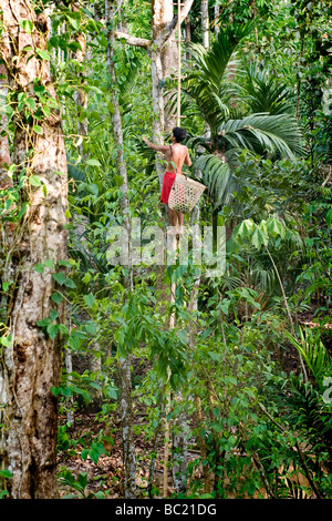 Bangladesh srimangal betel Foto Stock