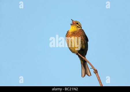 Zigolo giallo Emberiza citrinella canto maschio Scozia estate Foto Stock